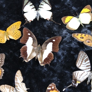 Spread Butterflies Collection - 4 Customizable Wing Spread Techniques, Ideal for Nature Enthusiasts and Photographers