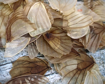 Sustainable DESCALED Butterfly Wings, Ethically Sourced Crafting Supplies, DIY Art & Scrapbooking