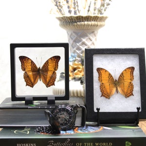 Framed Butterfly - REAL Preserved Vindula Erota (Common Cruiser), Nature-Inspired Wall Decor, Gift for Nature Lovers