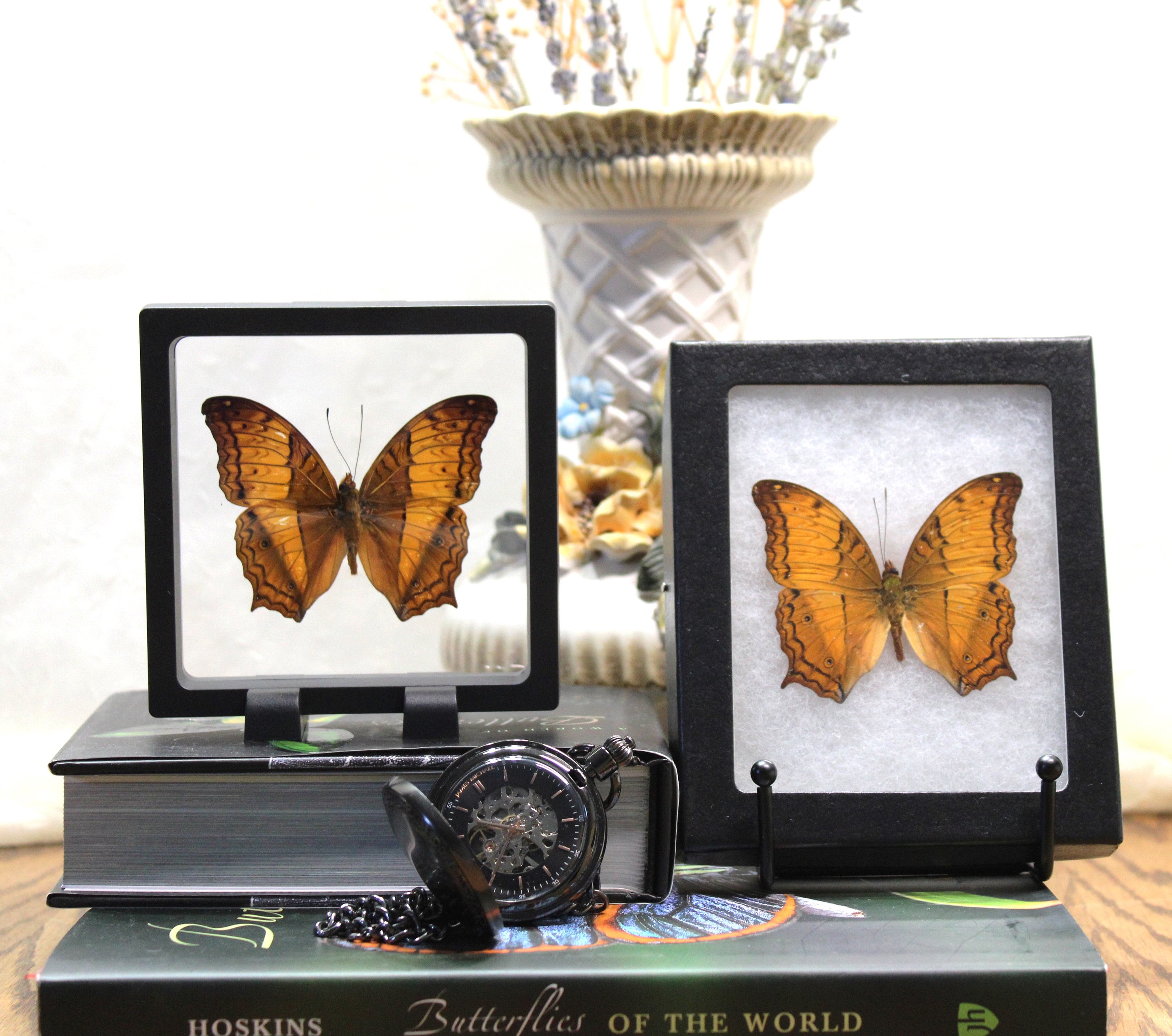 額装されたヴィンドゥラ・エロタ蝶 - 実物大の保存状態の良いコモン