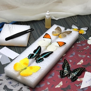 Kit completo per diffondere farfalle - Curato sapientemente per gli amanti degli insetti - Crea splendide opere d'arte - Regalo entomologico