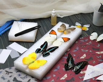 Complete Butterfly Spreading Kit - Expertly Curated for Insect Lovers - Create Stunning Artwork -  Entomology Gift