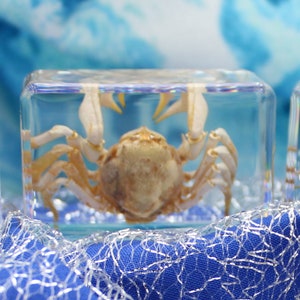 Nature Preserved: Real Soldier Crab Insect in Resin, Special Decor & Learning Tool, Great Unique Gift