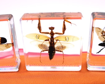 Choose a Bug / Insect Resin Block....3 different specimen options