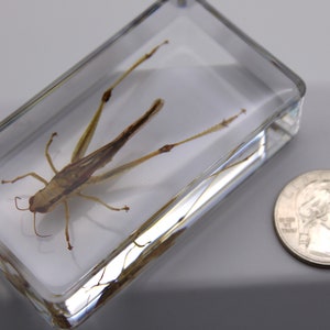Insect in Resin - Large Grasshopper Specimen Block, Fascinating Educational Tool, Unusual Gift for Bug Collectors