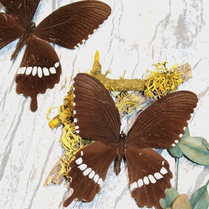 Folded Butterflies Common Mormon Swallowtail - Authentic Nature Art, Ethically Sourced Handcrafted Decor, Nature Gift