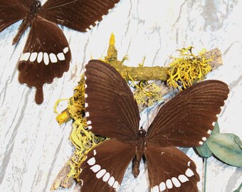 Puede incluir: Dos mariposas marrones con marcas blancas sobre un fondo de madera blanco. Las mariposas están extendidas con las alas abiertas. Hay algo de follaje verde en la esquina inferior derecha de la imagen.