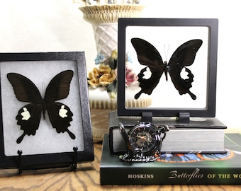 May include: Two black framed shadow boxes with black butterflies with white markings displayed on a wooden surface. The shadow boxes are on black stands. A book with the title "Butterflies of the World" is in the background.