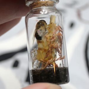 May include: A small glass jar with a cork lid containing a preserved bee and dried plant material. The jar is filled with a dark brown liquid.