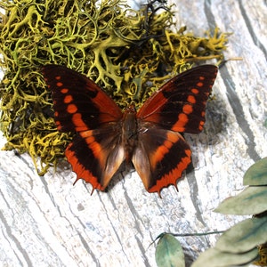 Western Red Charaxes Butterfly: Entomology Collectible Display Piece