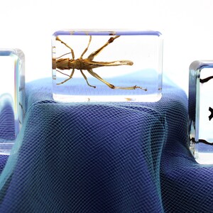 May include: Three clear resin blocks, each containing a preserved insect. The insects, including a grasshopper and a beetle, are displayed on blue fabric. The insects' natural colours and forms are clearly visible within the transparent blocks.