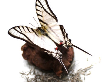Spread Butterfly Specimen: In-Flight, Sunning & Resting Display
