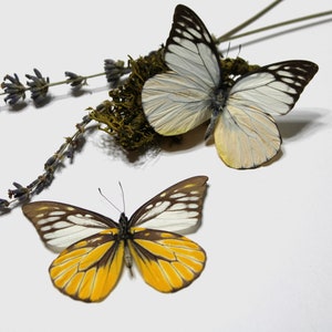 Folded Butterflies Authentic Prioneris Thestylis Butterfly (Spring), Ethically Sourced Nature Art, Ideal Crafters Gift