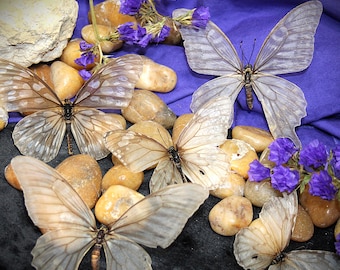 Descaled Butterflies, Natural Insect Art Decor, Preserved Spread Butterflies, Ethically Sourced Collection, Educational Gift