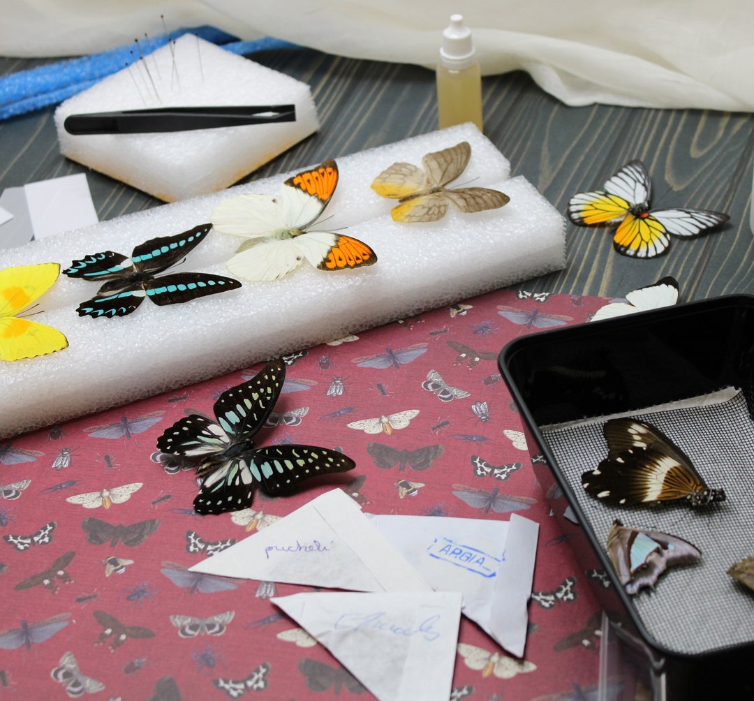 Butterfly Spreading Kit Start Your Journey, Transform Butterflies Into