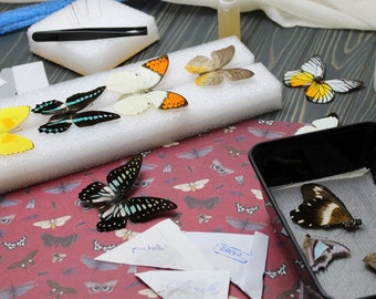 Schmetterling Streuset: Entomologische Kunst, inklusive Probe