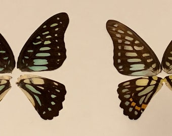 Graphium Chronides Butterfly Wings: Vibrant Art Project Supply