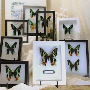 May include: A collection of framed butterfly specimens, including a green and black Urania ripheus butterfly, displayed on a white surface. The frames are black and white, and some have a white background while others have a black background.