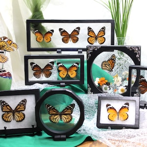 Framed Butterfly Monarch Collection - Nymphalidae Family, Danaus Genus - Stunning Wall Art Decor - Perfect Nature Lover Gift