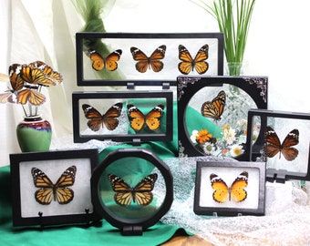 Framed Butterfly Monarch Collection - Nymphalidae Family, Danaus Genus - Stunning Wall Art Decor - Perfect Nature Lover Gift