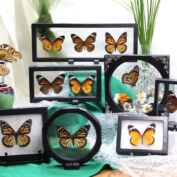 Framed Butterfly Monarch Collection - Nymphalidae Family, Danaus Genus - Stunning Wall Art Decor - Perfect Nature Lover Gift