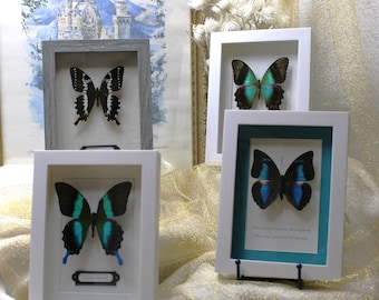 Puede incluir: Cuatro especímenes de mariposas enmarcados, cada uno con una especie diferente. Las mariposas se exhiben sobre un fondo blanco con un soporte negro. Los marcos son blancos con un paspartú negro. Las mariposas están todas en diferentes poses, con sus alas extendidas. El texto en el marco inferior dice "Ornithoptera croesus domianus The One-spotted Birdwing".