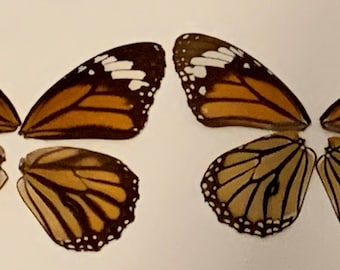 Eco-Friendly Danaus Genutia (Asian Monarch) - Eight Pieces, Protected in Glassine Paper, Unique Crafting Material