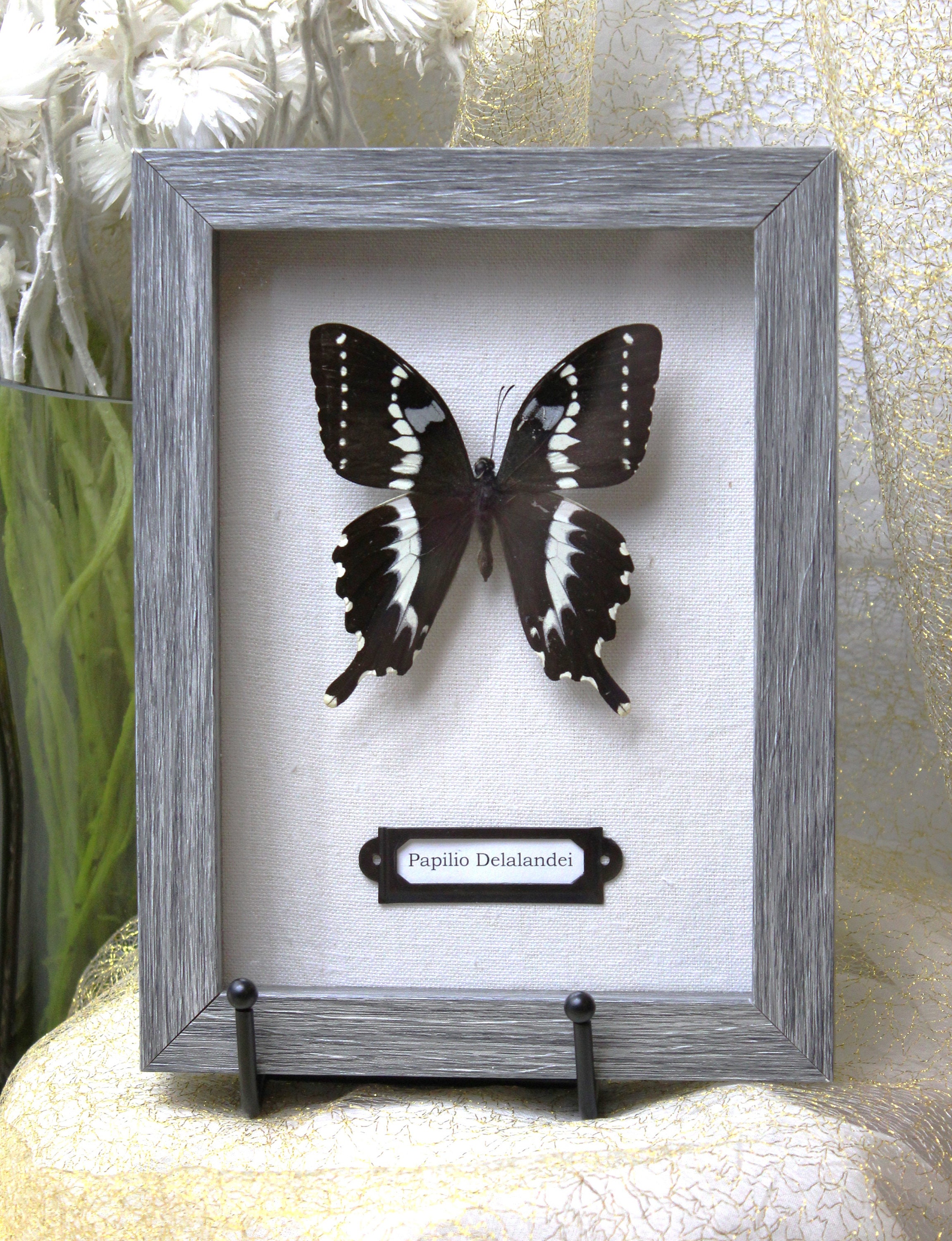 Cornice In Legno Per Esposizione Farfalle Vere – Scatola Da Tavolo O Parete, 22x17x4,6 Cm, Con Vetro Trasparente, Per Collezionisti E DIY
