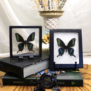 Stunning Alpine Black Swallowtail Display (spring form). Versatile 3D or Riker Frame options, Ideal Papilio Maackii Gift