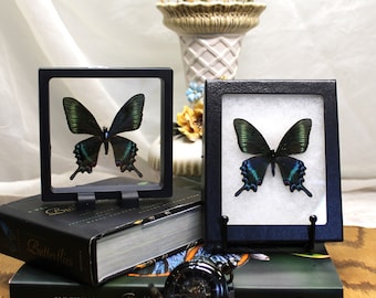 May include: Two framed butterflies with dark green and blue wings are displayed on a stack of books. The butterflies are in black frames with clear covers. A black pocket watch and a vase with dried flowers are also in the image.