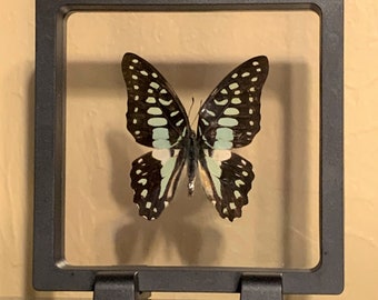 May include: A framed butterfly specimen with black, white, and light blue markings. The butterfly is centered in a black square frame with a clear glass front, displayed against a tan background.