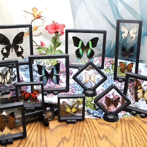 Zufalls Schmetterling in einem 3D Floating Frame voller Flügel Schönheit - viele Größen erhältlich