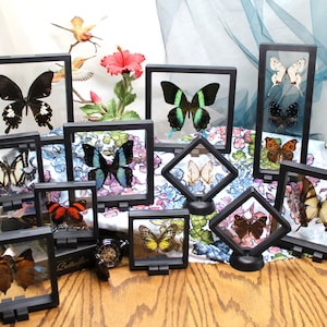 RANDOM Butterfly in a 3D Floating Frame displaying Full Wing Beauty - many sizes available