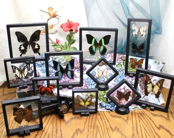 RANDOM Butterfly in a 3D Floating Frame displaying Full Wing Beauty - many sizes available