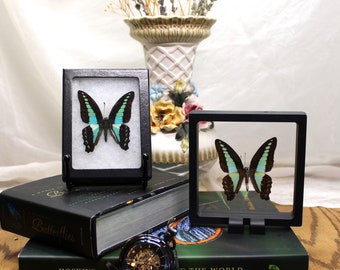 May include: Two framed butterflies with black frames, showcasing intricate wing patterns of black, turquoise, and blue. The butterflies are displayed on a stack of books, with a pocket watch and a vase of dried flowers in the background.