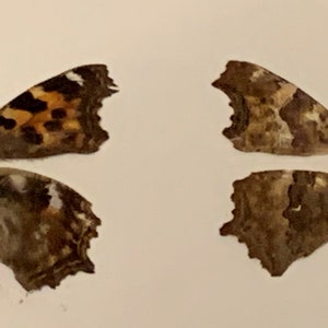 Compton Tortoiseshell Butterfly Wings, Set of 8 for Unique Crafting, Perfect for Nature-Inspired Art Projects
