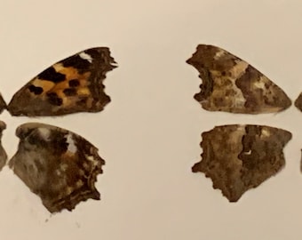 Compton Tortoiseshell Butterfly Wings, Set of 8, Nature Art Supply