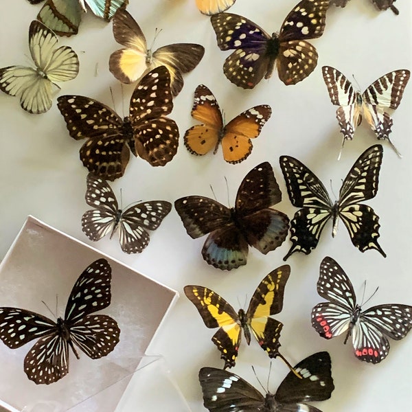 Stunning Spread Butterfly Selection: Quality Insects for Home Display, Creative Projects, and Nature Enthusiasts