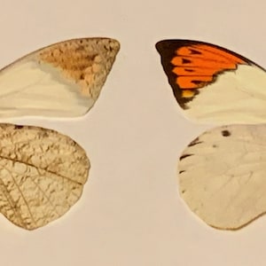 Great Orange Tip Butterfly Wings Set of 8, Distinct Patterned Craft Supplies, Ideal for DIY Projects and Jewelry Making