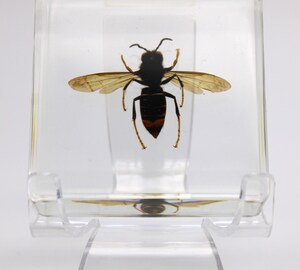 Frelon Asiatique Géant Préservé Dans De La Résine Lucite - Taille 44 Mm, Spécimen Naturel Pour Collection, éducation, Décoration