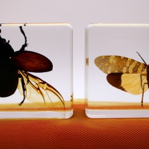 Insect in Resin Display Blocks, Handcrafted Clear Resin Specimen, Unique Educational Tool, Ideal for Science Education