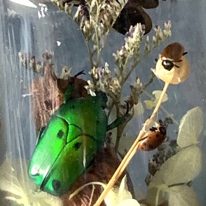 Insect Trio - Miniature Ecosystem With Exotic Insects, Educational and ...