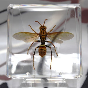 Real Hornet in Clear Resin Block, Detailed Entomology Piece, Ideal for Insect Collections, Educational Science Tool