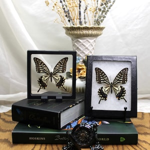 Papilio Xuthus Framed Butterfly, Exquisite Asian Swallowtail Display, Captivating Home Accent, Perfect Gift