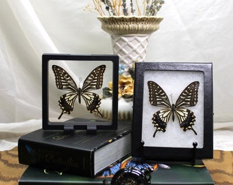 Papilio Xuthus Framed Butterfly, Exquisite Asian Swallowtail Display, Captivating Home Accent, Perfect Gift