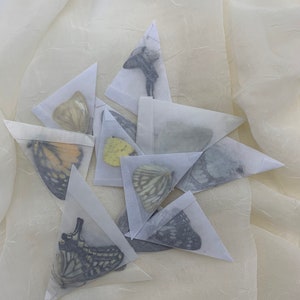 Unmounted Butterfly (folded) - Expertly Hand-Selected, Ideal for Home Display or DIY Crafts, Ideal for Art Projects