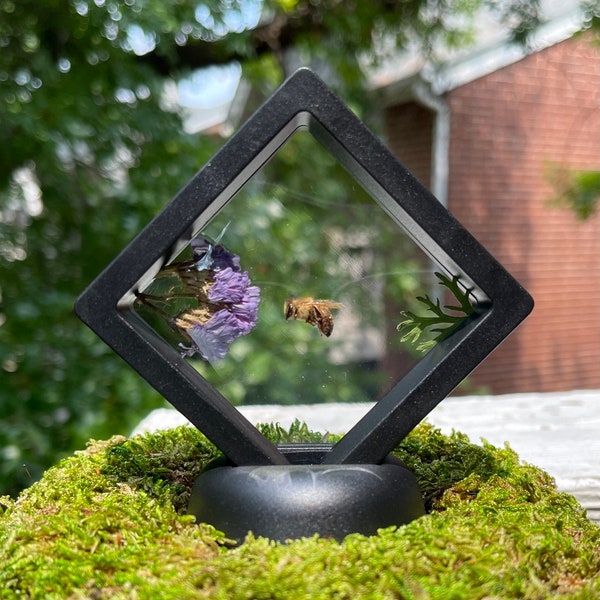 Honey Bee in floating frame with Sea Lavender and Decorative Leaf | Ethically Sourced
