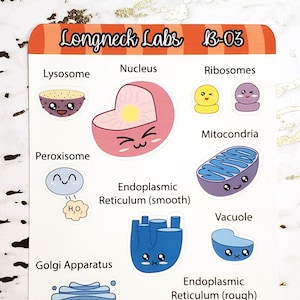 ¿Qué hay en una celda? ¡Organelos! (Animal) / Decorativo / Pegatinas de ciencia / Pegatinas de diario / Kawaii