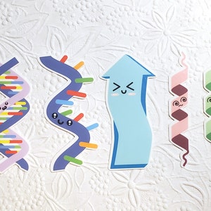 Vinilos Central Dogma / Decorativo / Pegatinas de Ciencia / Pegatinas de Diario / Kawaii / Pegatina de Computadora Portátil / Pegatina de Botella de Agua