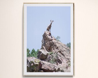 Young Big Horn Sheep Photo Print, PRINTABLE WALL ART, Wildlife Art Print, Western Wall Art, Wild Country Photography, Download digitale